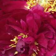 ヒメ日記 2025/06/24 11:15 投稿 斉藤恵 セレブショップ新宿（東京ハレ系）