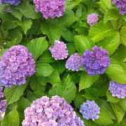 ヒメ日記 2025/06/24 23:24 投稿 斉藤恵 セレブショップ新宿（東京ハレ系）