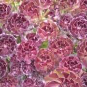 ヒメ日記 2025/06/25 07:15 投稿 斉藤恵 セレブショップ新宿（東京ハレ系）