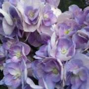 ヒメ日記 2025/06/26 00:17 投稿 斉藤恵 セレブショップ新宿（東京ハレ系）