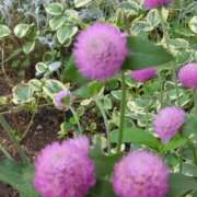 ヒメ日記 2025/06/26 21:30 投稿 斉藤恵 セレブショップ新宿（東京ハレ系）