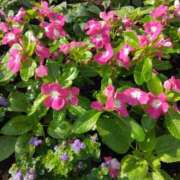 ヒメ日記 2025/06/28 10:15 投稿 斉藤恵 セレブショップ新宿（東京ハレ系）