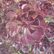 ヒメ日記 2025/06/29 07:15 投稿 斉藤恵 セレブショップ新宿（東京ハレ系）