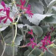 ヒメ日記 2025/06/30 00:15 投稿 斉藤恵 セレブショップ新宿（東京ハレ系）