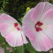 ヒメ日記 2025/06/30 05:30 投稿 斉藤恵 セレブショップ新宿（東京ハレ系）