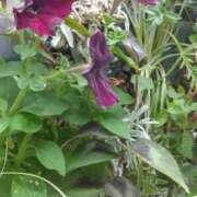 ヒメ日記 2025/06/30 15:01 投稿 斉藤恵 セレブショップ新宿（東京ハレ系）