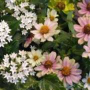 ヒメ日記 2025/07/01 12:22 投稿 斉藤恵 セレブショップ新宿（東京ハレ系）