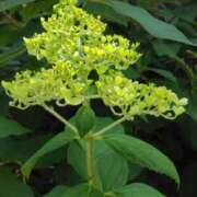 ヒメ日記 2025/07/03 11:27 投稿 斉藤恵 セレブショップ新宿（東京ハレ系）