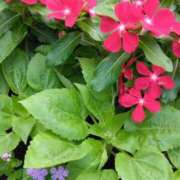 ヒメ日記 2025/07/04 04:27 投稿 斉藤恵 セレブショップ新宿（東京ハレ系）