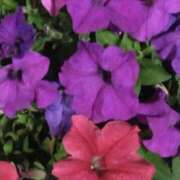 ヒメ日記 2025/07/05 23:16 投稿 斉藤恵 セレブショップ新宿（東京ハレ系）