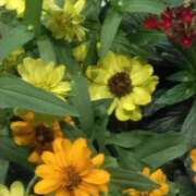 ヒメ日記 2025/07/06 07:15 投稿 斉藤恵 セレブショップ新宿（東京ハレ系）