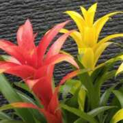 ヒメ日記 2025/07/07 19:01 投稿 斉藤恵 セレブショップ新宿（東京ハレ系）