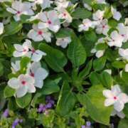 ヒメ日記 2025/07/08 02:35 投稿 斉藤恵 セレブショップ新宿（東京ハレ系）