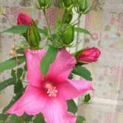 ヒメ日記 2025/07/08 11:21 投稿 斉藤恵 セレブショップ新宿（東京ハレ系）