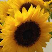 ヒメ日記 2025/07/09 07:15 投稿 斉藤恵 セレブショップ新宿（東京ハレ系）