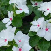 ヒメ日記 2025/07/11 11:22 投稿 斉藤恵 セレブショップ新宿（東京ハレ系）