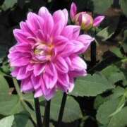 ヒメ日記 2025/07/13 07:15 投稿 斉藤恵 セレブショップ新宿（東京ハレ系）