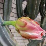 ヒメ日記 2025/07/15 00:30 投稿 斉藤恵 セレブショップ新宿（東京ハレ系）