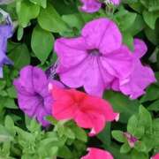 ヒメ日記 2025/07/15 05:18 投稿 斉藤恵 セレブショップ新宿（東京ハレ系）