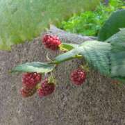 ヒメ日記 2025/07/15 23:06 投稿 斉藤恵 セレブショップ新宿（東京ハレ系）