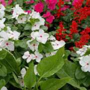 ヒメ日記 2025/07/16 17:05 投稿 斉藤恵 セレブショップ新宿（東京ハレ系）