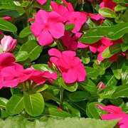 ヒメ日記 2025/07/19 07:15 投稿 斉藤恵 セレブショップ新宿（東京ハレ系）