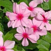 ヒメ日記 2025/07/21 14:01 投稿 斉藤恵 セレブショップ新宿（東京ハレ系）