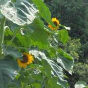 ヒメ日記 2025/07/22 11:01 投稿 斉藤恵 セレブショップ新宿（東京ハレ系）