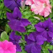 ヒメ日記 2025/07/23 07:15 投稿 斉藤恵 セレブショップ新宿（東京ハレ系）