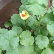 ヒメ日記 2025/07/23 19:45 投稿 斉藤恵 セレブショップ新宿（東京ハレ系）