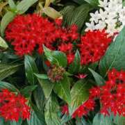 ヒメ日記 2025/07/25 00:15 投稿 斉藤恵 セレブショップ新宿（東京ハレ系）