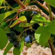 ヒメ日記 2025/07/25 20:02 投稿 斉藤恵 セレブショップ新宿（東京ハレ系）