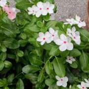 ヒメ日記 2025/07/26 09:30 投稿 斉藤恵 セレブショップ新宿（東京ハレ系）