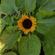 ヒメ日記 2025/07/26 19:07 投稿 斉藤恵 セレブショップ新宿（東京ハレ系）