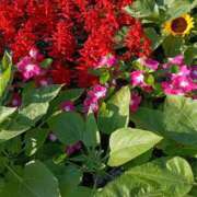 ヒメ日記 2025/07/27 07:15 投稿 斉藤恵 セレブショップ新宿（東京ハレ系）