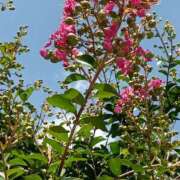 ヒメ日記 2025/07/29 11:20 投稿 斉藤恵 セレブショップ新宿（東京ハレ系）