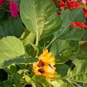 ヒメ日記 2025/07/29 20:16 投稿 斉藤恵 セレブショップ新宿（東京ハレ系）