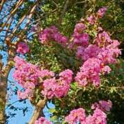 ヒメ日記 2025/07/30 07:02 投稿 斉藤恵 セレブショップ新宿（東京ハレ系）