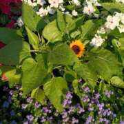 ヒメ日記 2025/07/31 06:08 投稿 斉藤恵 セレブショップ新宿（東京ハレ系）