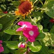 ヒメ日記 2025/08/01 00:45 投稿 斉藤恵 セレブショップ新宿（東京ハレ系）