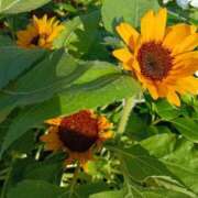 ヒメ日記 2025/08/01 13:01 投稿 斉藤恵 セレブショップ新宿（東京ハレ系）