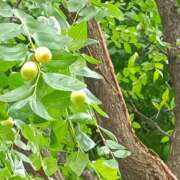 ヒメ日記 2025/08/02 07:34 投稿 斉藤恵 セレブショップ新宿（東京ハレ系）