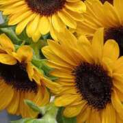 ヒメ日記 2025/08/03 07:15 投稿 斉藤恵 セレブショップ新宿（東京ハレ系）