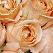 ヒメ日記 2025/08/03 19:05 投稿 斉藤恵 セレブショップ新宿（東京ハレ系）