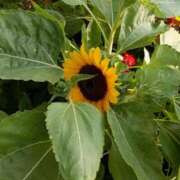 ヒメ日記 2025/08/04 00:45 投稿 斉藤恵 セレブショップ新宿（東京ハレ系）