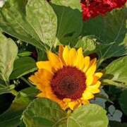 ヒメ日記 2025/08/04 20:31 投稿 斉藤恵 セレブショップ新宿（東京ハレ系）