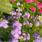 ヒメ日記 2025/08/05 06:08 投稿 斉藤恵 セレブショップ新宿（東京ハレ系）