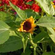 ヒメ日記 2025/08/05 11:15 投稿 斉藤恵 セレブショップ新宿（東京ハレ系）