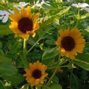 ヒメ日記 2025/08/06 05:34 投稿 斉藤恵 セレブショップ新宿（東京ハレ系）