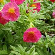 ヒメ日記 2025/08/06 07:15 投稿 斉藤恵 セレブショップ新宿（東京ハレ系）